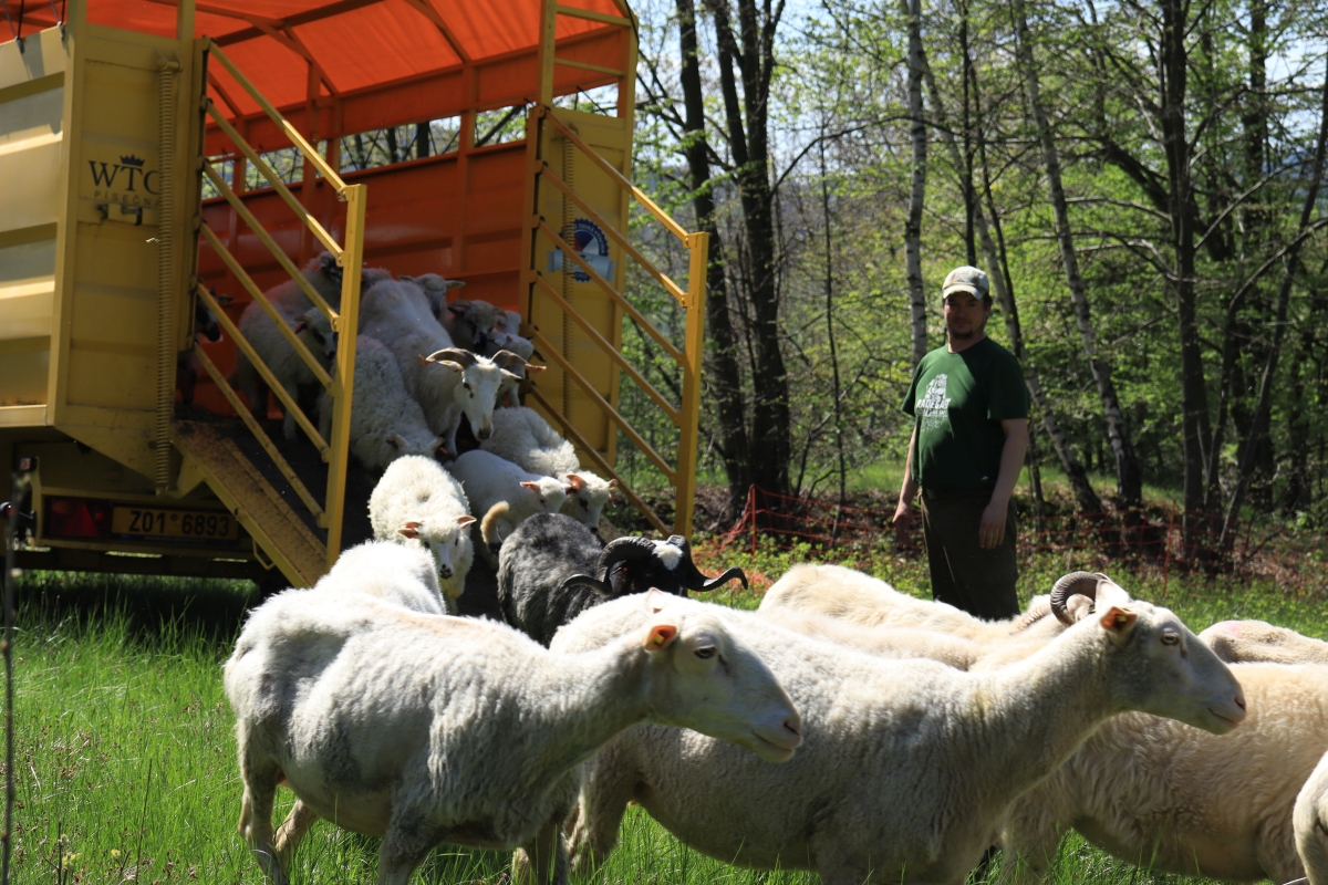 Máj – vyhnali jsme ovce v háj