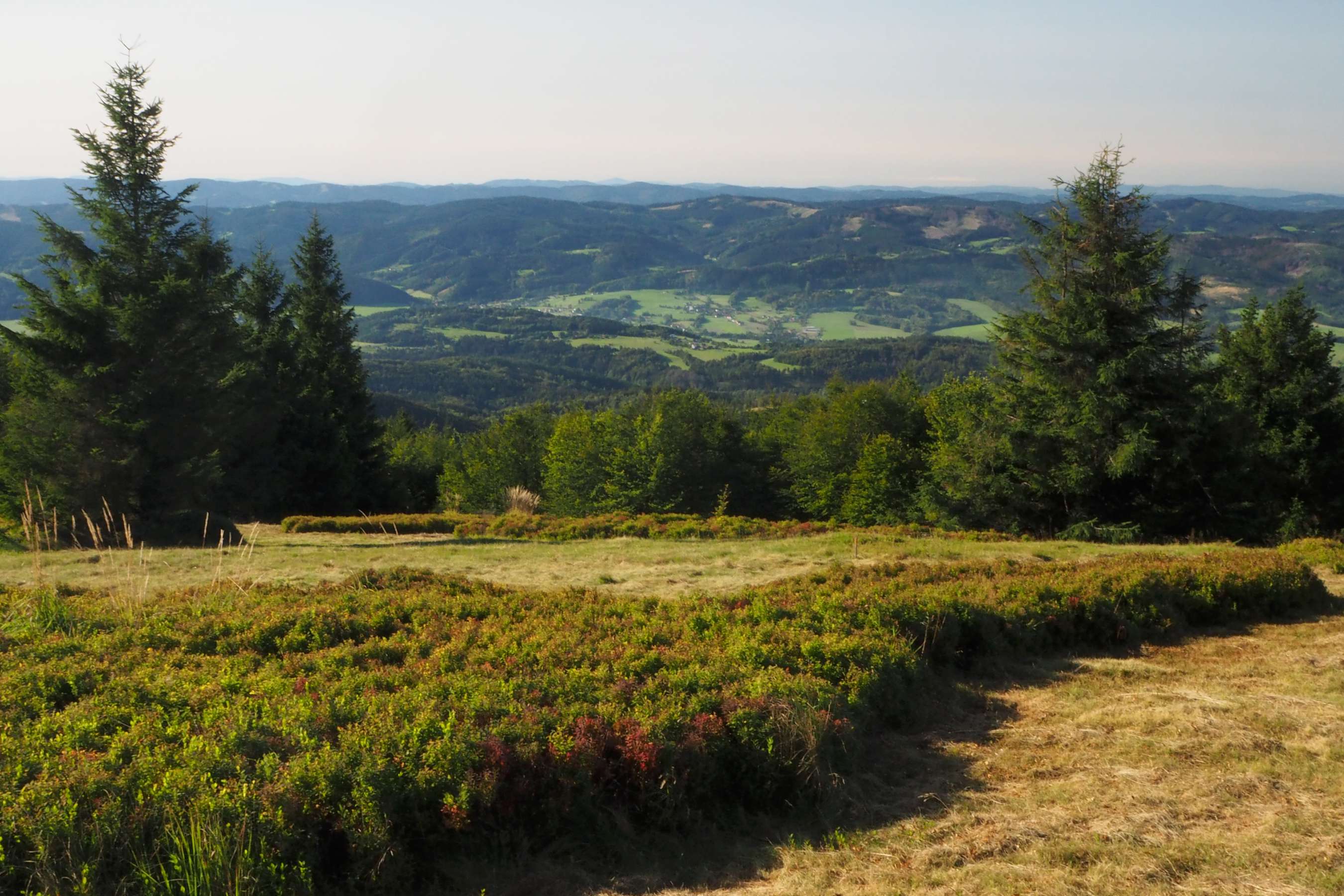 Obrázek v galerii