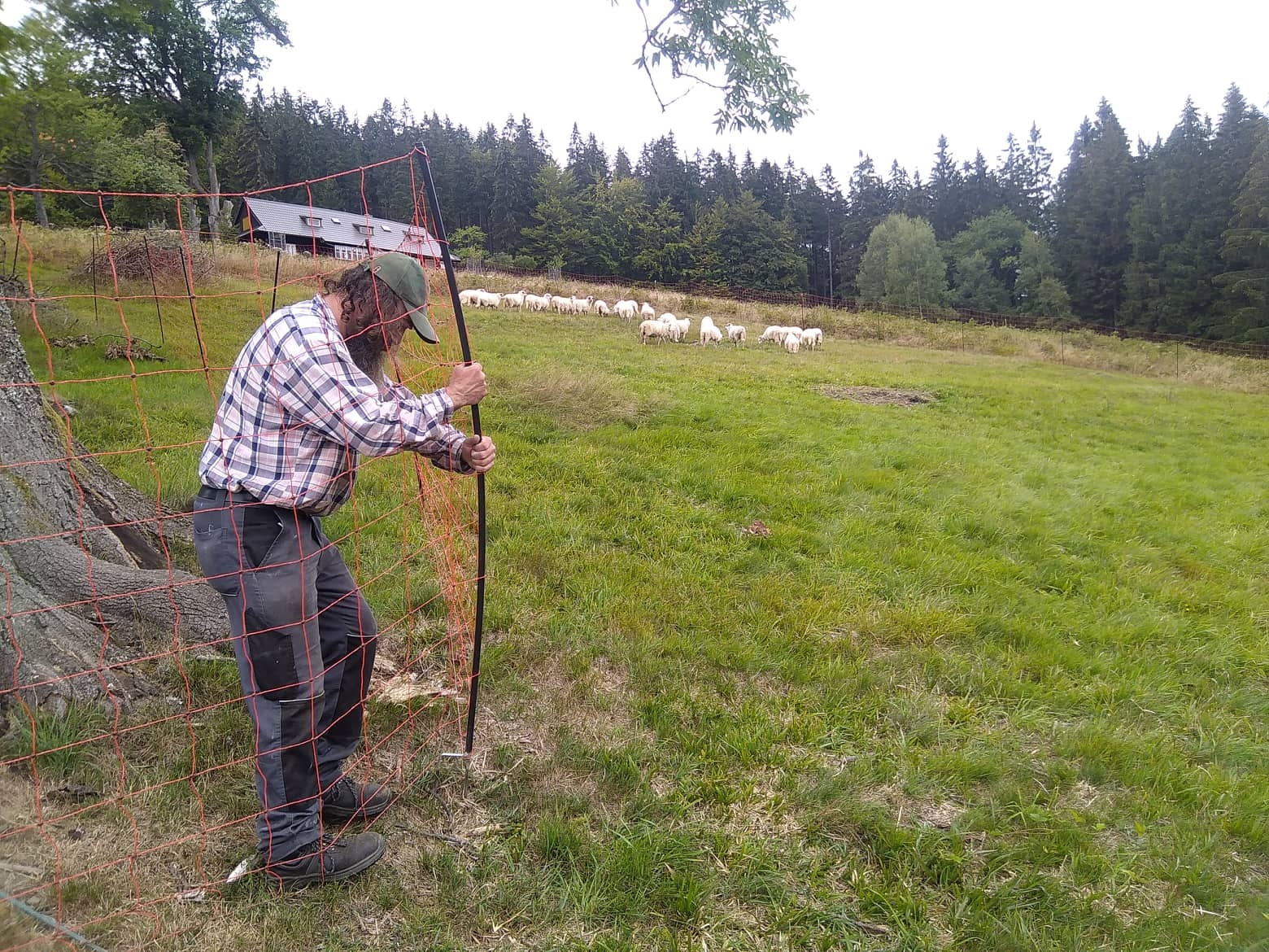 Ovce v Beskydech